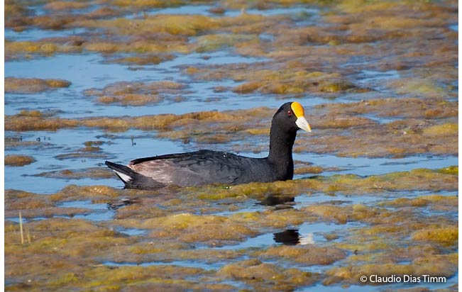 white-winged_coot
