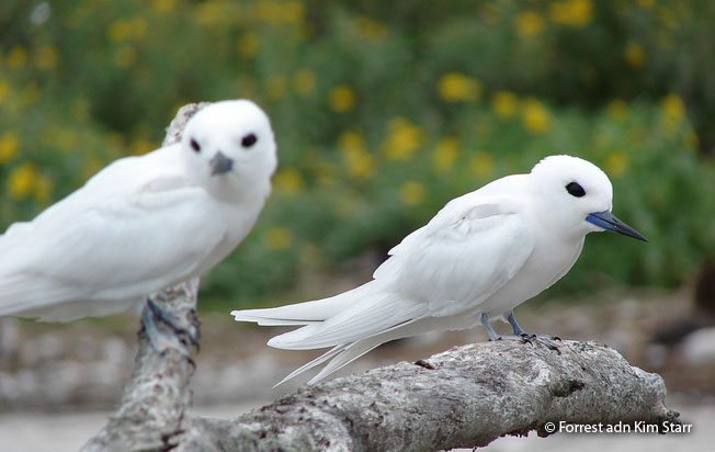 white_tern
