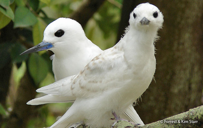 white_tern