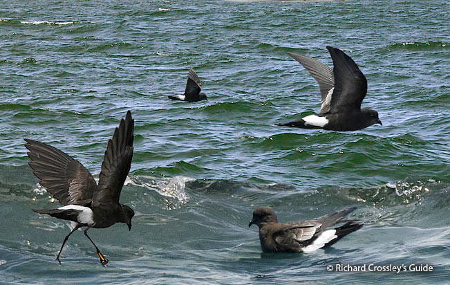 wilson's-storm-petrel