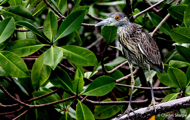 yellow-crowned_night-heron