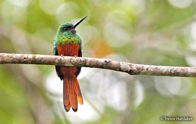 Bluish-fronted_jacamar