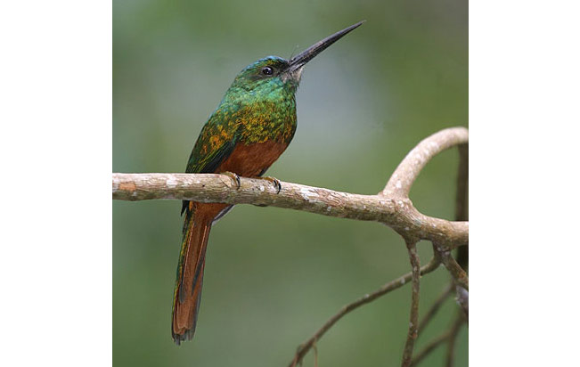 Bluish-fronted_jacamar