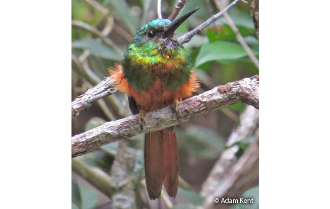 Bluish-fronted_jacamar