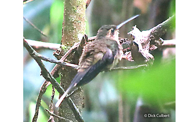 Straight-billed_hermit
