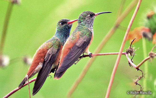 amazilia_hummingbird
