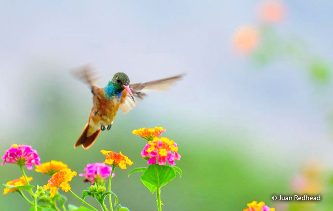 amazilia_hummingbird
