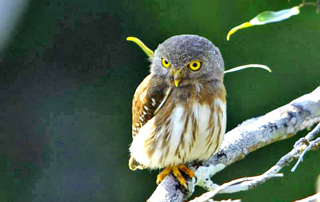 amazonian_pygmy-owl