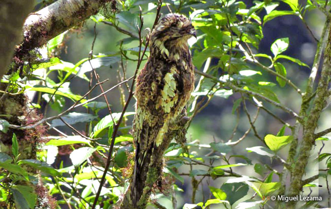 andean-potoo