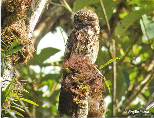 andean-potoo