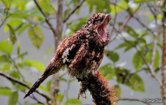 andean-potoo