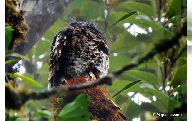 andean-potoo