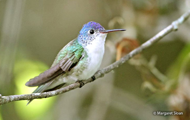 andean_emerald