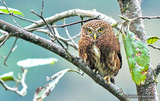 yungas_pygmy-owl