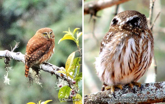 yungas_pygmy-owl