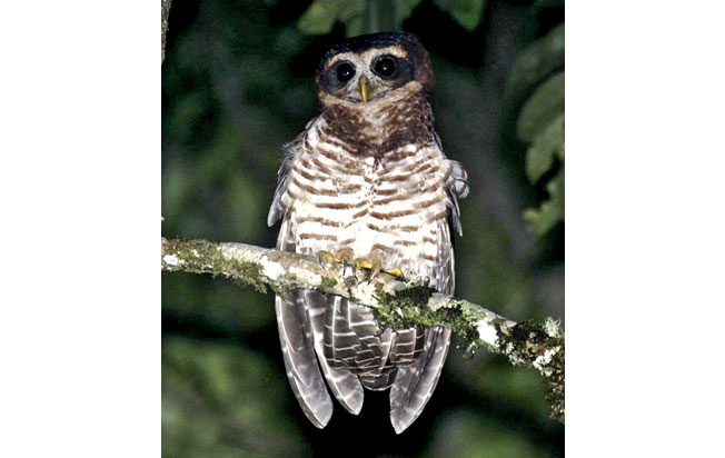 band-bellied-owl