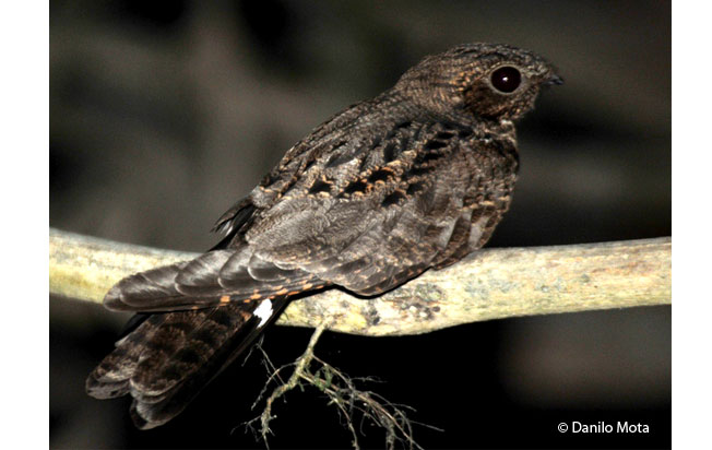 band-tailed_nighthawk