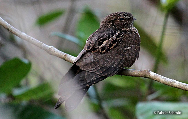 band-tailed_nighthawk