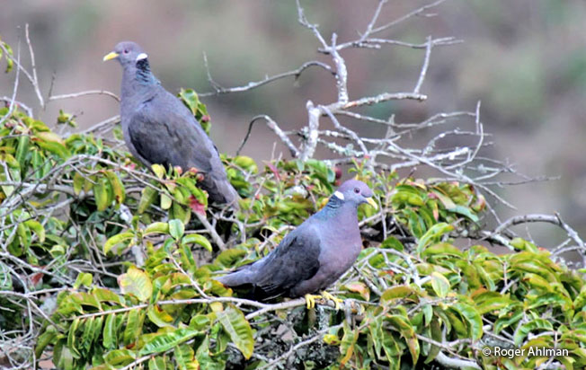 band-tailed_pigeon