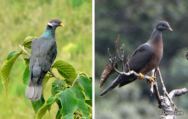 band-tailed_pigeon