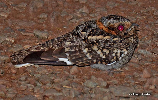 band-winged_nightjar