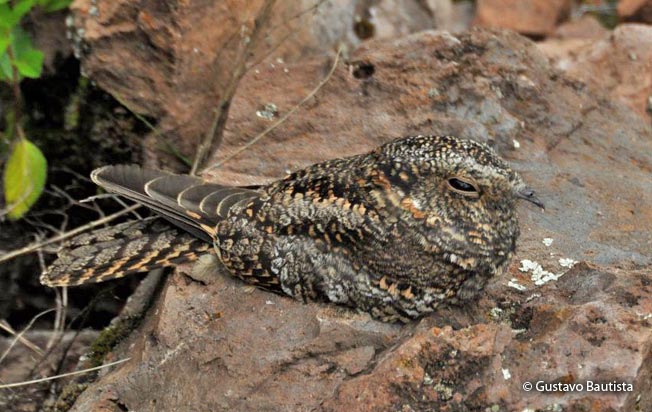 band-winged_nightjar