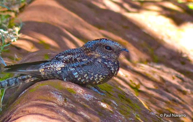 band-winged_nightjar