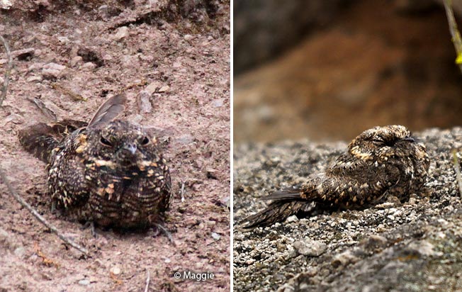 band-winged_nightjar