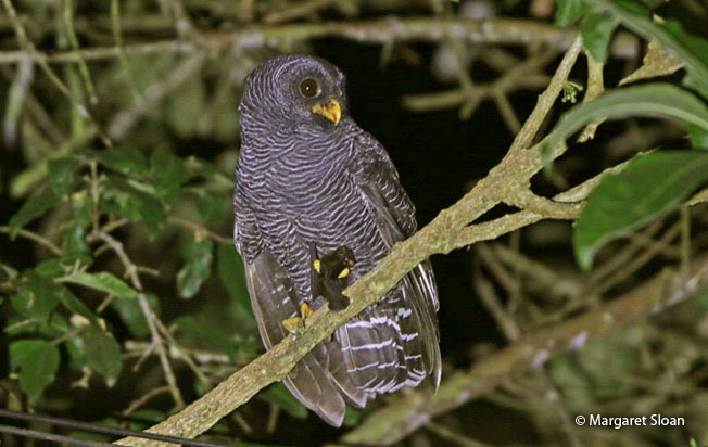 black-banded_owl