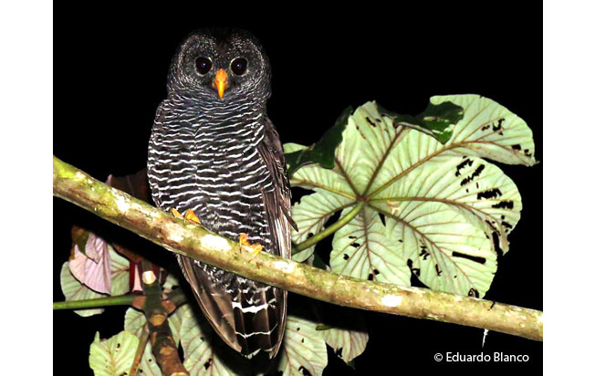 black-banded_owl