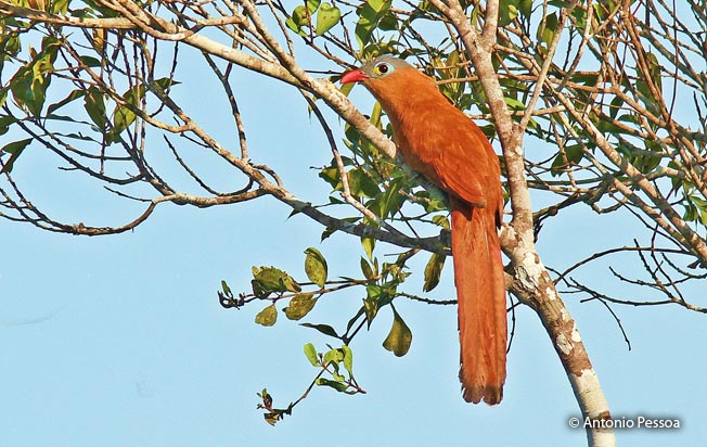 black-bellied_cuckoo
