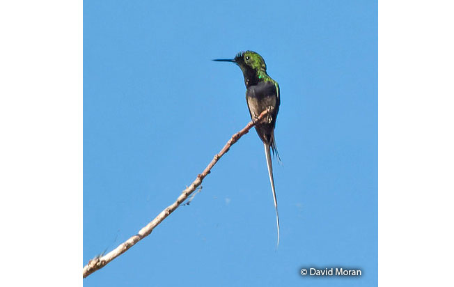 black-bellied_thorntail