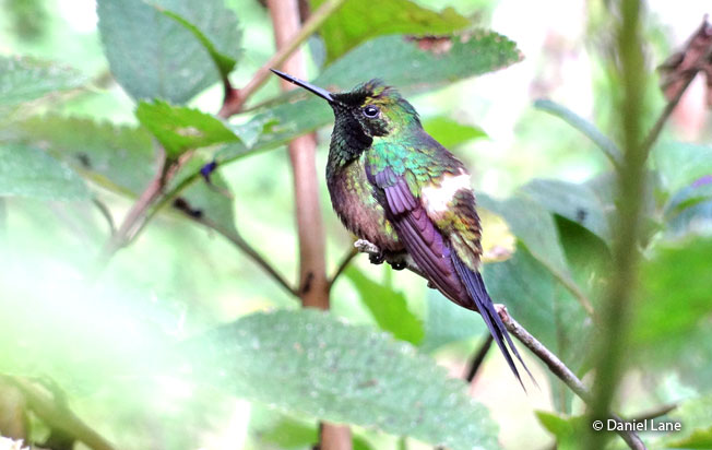 black-bellied_thorntail
