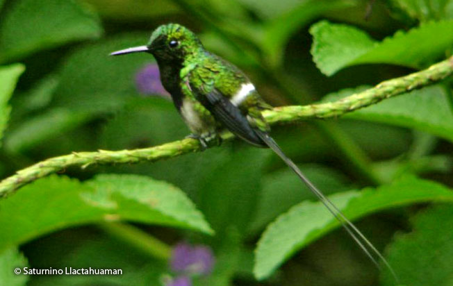 black-bellied_thorntail