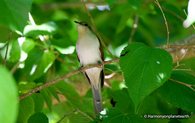black-billed_cuckoo