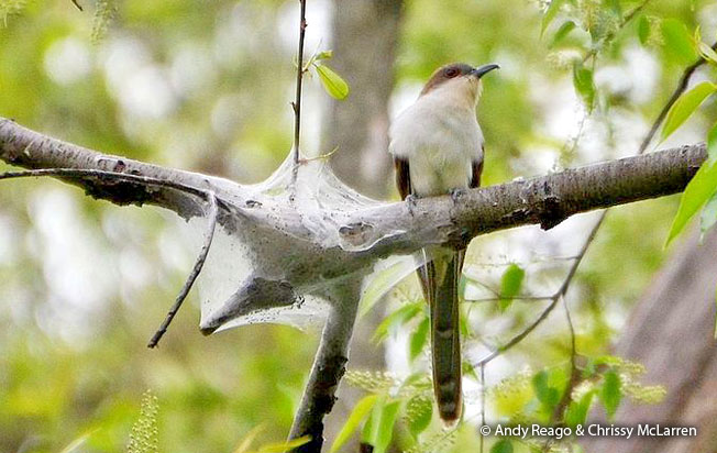 black-billed_cuckoo