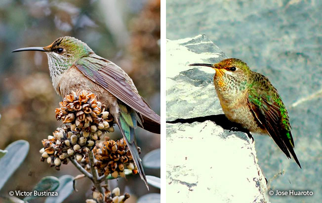 black-breasted_hillstar