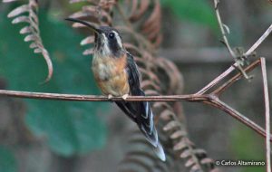 Ermitaño Rojizo Ermitaño de Garganta Negra (Phaethornis atrimentalis)