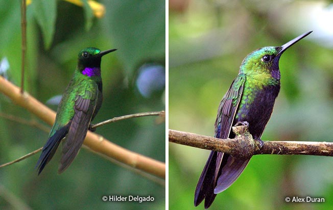 black-throated_brilliant
