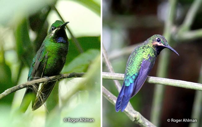 black-throated_brilliant