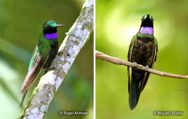 black-throated_brilliant
