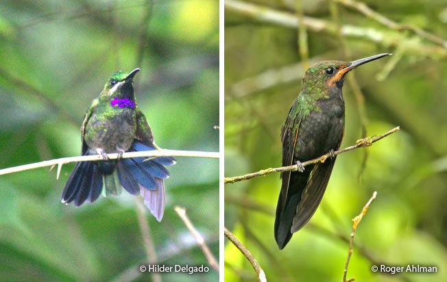 black-throated_brilliant