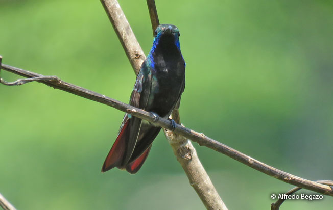 black-throated_mango