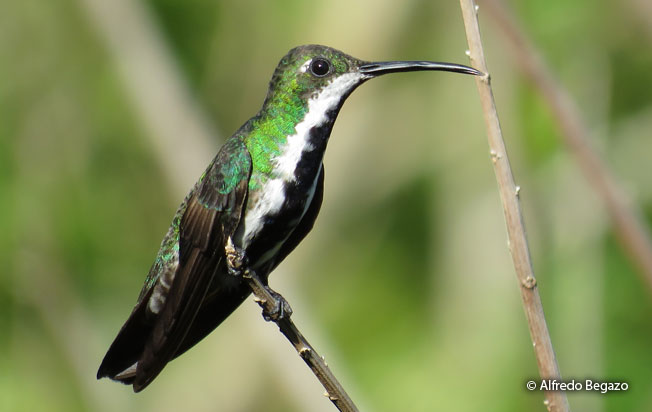 black-throated_mango