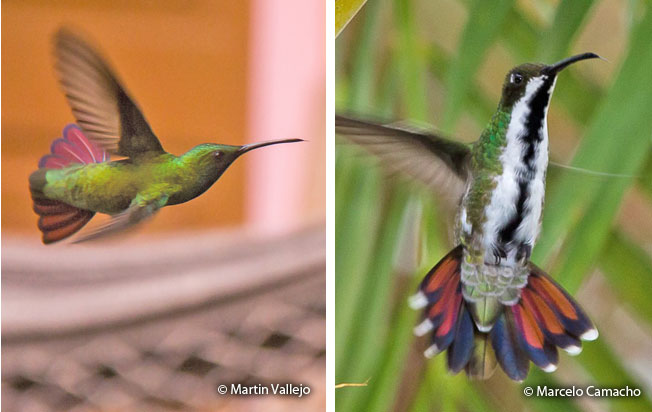 black-throated_mango