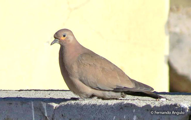 black-winged_ground-dove
