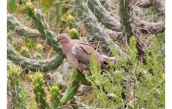 black-winged_ground-dove