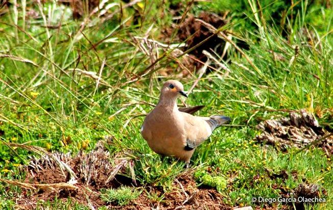 black-winged_ground-dove