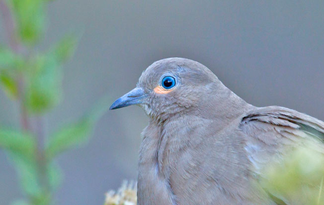 black-winged_ground-dove