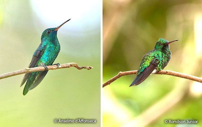 blue-chinned_sapphire